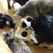 Cat Amazing Classic Puzzle Feeder Toy | Interactive Enrichment for Indoor Cats | Treat Box & Food Maze | Best Cat Toy - Buy Online on GoSupps.com