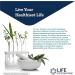 Life Extension GEROPROTECT Ageless Cell Anti-Aging Cellular Rejuvenation & Energy - Gluten-Free  Non-GMO - 30 Softgels - Buy Online on GoSupps.com