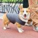 Buy Anti-Stress Vest for Dogs | Soothing Dog Coat for Anxiety Relief | Soft Gray Dog Anxiety Shirt (S) - Buy Online on GoSupps.com