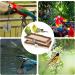 Buy Corner Seating Boards for Birds - 2-Set 10x20cm with Natural Wood Border | Ideal Cage Accessories for Budgies Canaries & Nymphensittich | Fastening Material Included - Buy Online on GoSupps.com
