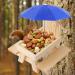 Creechwa Wooden Squirrel Feeder Picnic Table with Umbrella and Corn Cob Holder - Outdoor Bird Feeding Station for Garden Trees and Forest House - Buy Online on GoSupps.com