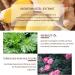 Shefve Plants Ginger Massage Oil | Relaxing Muscle Relief & Nourishing Rosemary Essential Oil for Improved Circulation - Buy Online on GoSupps.com