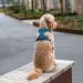 DOG Copenhagen Comfort Walk Pro Dog Harness - Ocean Blue XL | International Shipping Available - Buy Online on GoSupps.com