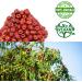 DOL American Packaged Red Dates High Nutrition Jujube Dates High Vitamin Red Dates Gourmet Candied Dates Snack Food Red Dates Dried Fruits Sweet Red Dates (Seedless Jujube 1LB/Bag*2) - Buy Online on GoSupps.com