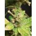 Buy Berzerker Mist Feminized Seed Spray - 2oz Amber - 10PPM | Fast International Shipping - Buy Online on GoSupps.com