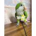 YANQIN Bird Flight Harness Vest: Medium Yellow Parrot Flight Suit with Leash for Outdoor Training & Activities - Buy Online on GoSupps.com