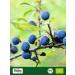 Biojoy Organic blackthorn fruits (250 g) dried and whole ideal for tea and infusion (Prunus spinosa) - Buy Online on GoSupps.com