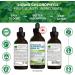 Liquid Chlorophyll Drops Eucalyptus 15X Concentrated 100ml - Detox - Alkaline - Natural Body Deodorant Antioxidant - Cold Extracted from Non-GMO Alfalfa - Made in Canada - Buy Online on GoSupps.com