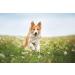 Herbal Land Green Lip Powder for Dogs - Premium BARF Feed Additive 500g | Also Available in 250g & 1000g | Suitable for Cats & Horses - Shop Internationally - Buy Online on GoSupps.com