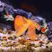 VOCOSTE Silicone Glowing Aquarium Coral with Suction Cup - Vibrant Orange Simulation for Aquatic Decor | International Shipping Available - Buy Online on GoSupps.com