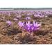 Spanish Premium Organic Saffron - D.O.P. Azafran de la Mancha - 1g Glass - 100% Pure Saffron Grade A+ - Buy Online on GoSupps.com