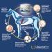 Equinety XL Horse Supplement - Joint & Hoof Support Powder - 21.2 OZ - Buy Online on GoSupps.com