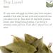Organic Bay Leaf - Whole Culinary Quality - 50g | Premium Laurel Herb - Buy Online on GoSupps.com