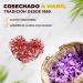 Saffron in DOP Filaments 100% Natural Premium Saffron Traditionally Elaborated Paella Filaments Cooking Spice Premium Saffron Filaments (2g) (10g) - Buy Online on GoSupps.com