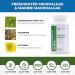 Cerule StemEnhance Ultra Stem Cell Support Supplement with Extracts from Freshwater Microalgae and Marine Macroalgae to Help Increase Circulating Adult Stem Cells and Promote Healing - Buy Online on GoSupps.com
