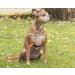 Intellileash Dog Tie Out Intelli-Stayk - Buy Online on GoSupps.com