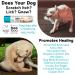 Buy The Blissful Dog Xoloitzcuintli Boo Boo Butter - 1-Ounce | Natural Skin Relief for Xoloitzcuintli Dogs | Fast International Shipping - Buy Online on GoSupps.com