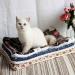 Premium Fluffy Flannel Pet Blanket for Dogs and Cats - Soft and Warm Mat - Blue Stars - Small Size - Buy Online on GoSupps.com