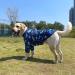 3XL Navy Dinosaur Printed Dog T-Shirt for Large Dogs | Soft Pet Pajamas - Buy Online on GoSupps.com