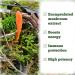 St. Francis Herb Farm Cordyceps Capsules - Buy Online on GoSupps.com
