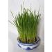 Cat FurNature Rye Cat Grass Seeds (150g) - Natural and Healthy Option for Your Feline Friend - Buy Online on GoSupps.com