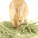 Buy Kaytee Timothy Hay 2nd Cut - 6.5 lb for Rabbits & Small Pets - Buy Online on GoSupps.com
