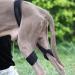 Dog Knee Brace Adjustable Dog Hind Legs Brace Protector Cruciate Ligament Care Knee Brace for Elderly Disabled Dogs Relieve Joint Pain Muscle Sore (L) - Buy Online on GoSupps.com
