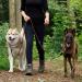 Buy Lionto Adjustable Dog Leash - Multifunctional Double Shoulder Leash 200cm Weatherproof Brown - Perfect for Medium Dogs - Buy Online on GoSupps.com