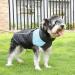 Shop Premium Waterproof Winter Dog Coat for Small & Medium Dogs | Warm Windproof Jackets with D-Ring - 2XL Blue - Buy Online on GoSupps.com