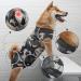 MI CASA Dog Recovery Suit - Female Bodysuit for Post-Surgery Care - Camouflage, Size L - Buy Online on GoSupps.com