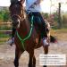 Adjustable LED Horse Harness - Durable & Comfortable Breast Belt for Low Light Equestrian Safety - Buy Online on GoSupps.com