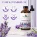 EOC Lavender Essential Oil 118ml - Pure Oil for Skin, Diffuser, Massage - 4 FL Oz - Buy Online on GoSupps.com