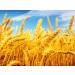 Dr. Bio Wheat Oil 20ml - Natural Healing & Nourishment | Premium Bio Products for Health - Buy Online on GoSupps.com