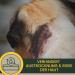 Liver Trans Zinc Ointment for Dogs Cats & Horses | Zinc Paste for Open Wounds Eczema & Itching Relief - Buy Online on GoSupps.com