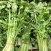 Chinese Celery 800+ Seeds - Dark Green Leaf Nan Ling Celery Apium graveolens - Non GMO - Buy Online on GoSupps.com