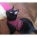 Mynwood Cat Jacket/Harness Royal Stewart Tartan Adult Cat - Buy Online on GoSupps.com