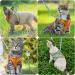 ORIA Pet Harness & Leash Set | Reflective Cat & Dog Vest | Breathable Small Kitten Puppy Rabbit Jacket | Orange Blue Deerskin Fleece | XX-Small - Buy Online on GoSupps.com
