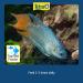 TetraMin Tropical Fish Flake Food - Nutritionally Balanced & Healthy - Buy Online on GoSupps.com