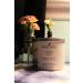 Nautica Shifting Tides Soy Candle - Premium Scented Candles for Home - International Shipping Available - Buy Online on GoSupps.com