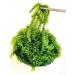 CAVUMI Sea Grapes 20g - Crunchy Seaweed Snack | Umibudo Green Caviar for International Shipping - Buy Online on GoSupps.com