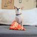 Doggijuana Bundle: Catnip Toy & Organic Refill Munchies Pizza Dognip - Buy Online on GoSupps.com