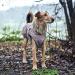 HUNTER UPPSALA Dog Coat - Water-Repellent Reflective Size 55 Taupe | International Shipping Available - Buy Online on GoSupps.com