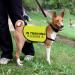 Training Dog Jacket Vest In Training Ignore Dog Vest Dog Walking Slogan Warning Vest (In Training Ignore-Medium) - Buy Online on GoSupps.com