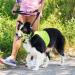 Weesiber Adjustable Soft Dog Collar & Halter - Padded No Pulling Reflective Safety Strips for Training & Walking - Medium Green - Buy Online on GoSupps.com