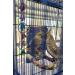 LOPERDEVE 7 inch Bird Mirror with Rope Perch Swing for Parakeet, Cockatiel, Conure, Lovebirds - Comfy Perch for Greys, Amazons, Finch, Canaries - Buy Online on GoSupps.com