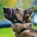 Gentle Muzzle Guard for Dogs - Prevents Biting and Unwanted Chewing Safely New Secure Comfort Fit - Soft Neoprene Padding No More Chafing Included Training Guide Helps Build Bonds with Pet (L Pink) - Buy Online on GoSupps.com