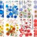 Anpintai Real Dried Pressed Flowers Leaves Petals for Crafts  Dried Flowers for Resin Art Floral Decors Colorful Pressed Flowers Daisies for Candle Jewelry Nail Pendant Crafts Making (Colorful)