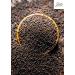 Jiva Organic Black Mustard Seeds Whole 2.75 Pound Bulk Bag - Non-GMO Keto Friendly  Non-Irradiated - Buy Online on GoSupps.com