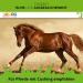 ESTELLA Chasteberry Juice for Horses - 1L | Hormone Balance Cushing & PPID Support | Herbal Ingredients - Buy Online on GoSupps.com