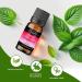 Peppermint Essential Oil - 100% Natural for Hair and Skin | Headache Relief | 100ml - Buy Online on GoSupps.com